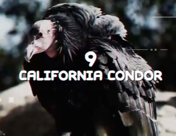 California Condor largest bird