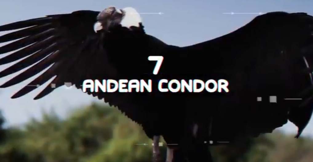 Andean Condor largest bird