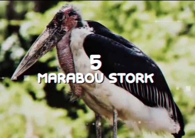 Marabou stork largest bird